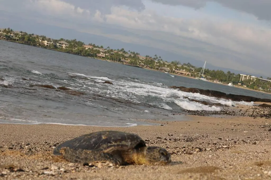 Remodeled Shores At Waikoloa